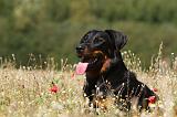 BEAUCERON 740